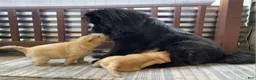 Mixed Breed dogs for sale: Chowski girl 1 - Ad 1