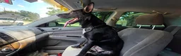 German Shepherd dogs for sale: German Shepherd 1 - Ad 15