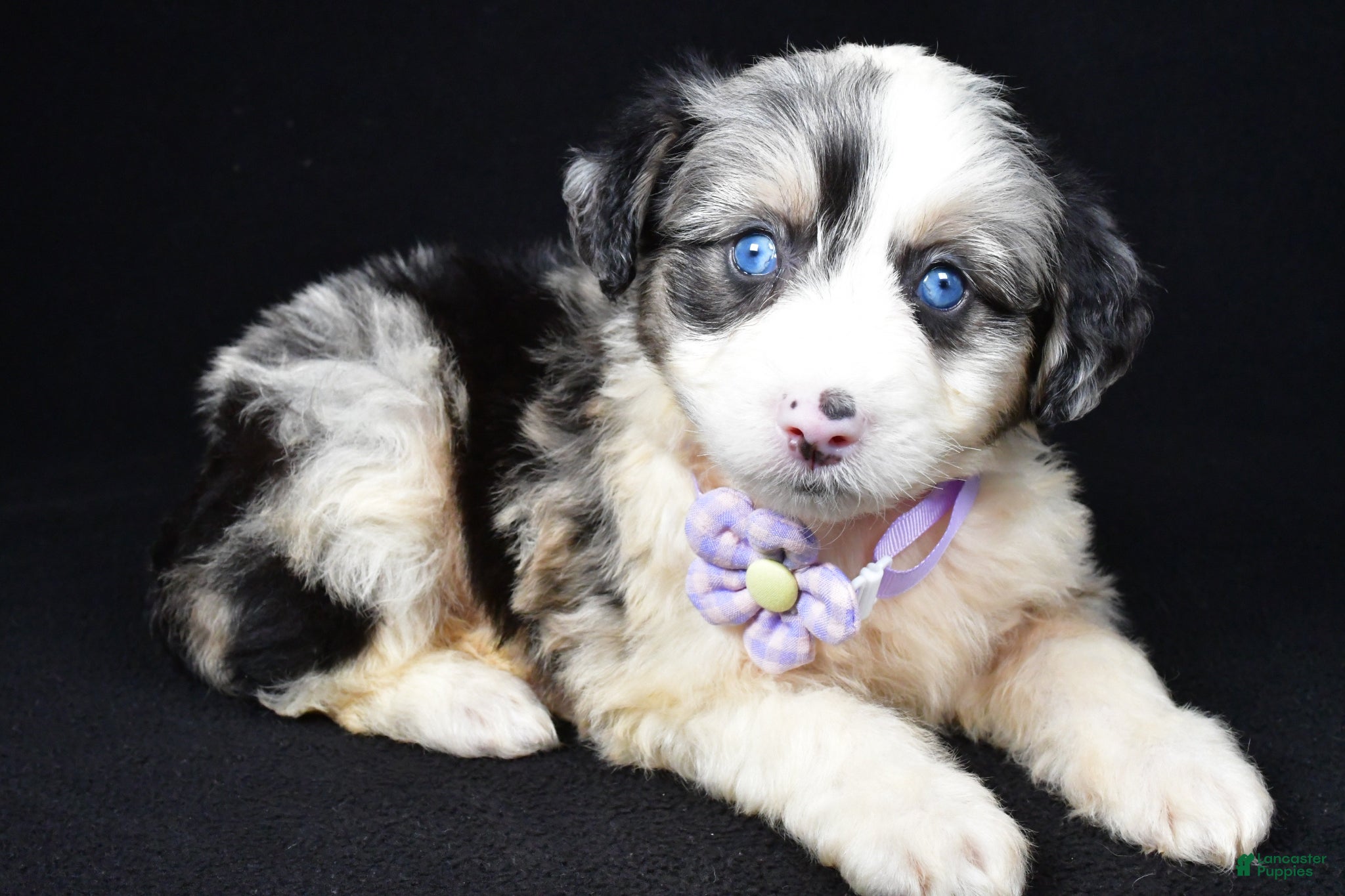 Mini Aussiedoodle dogs Wulu - Ad 2
