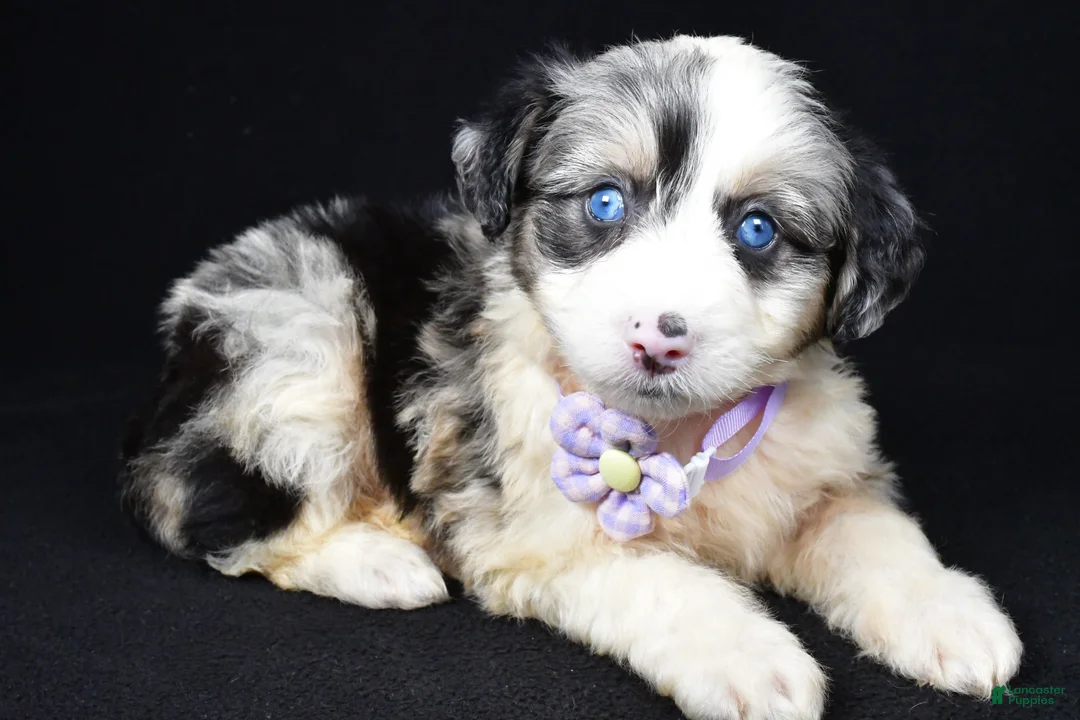 Mini Aussiedoodle dogs for sale: Wulu - Ad 2