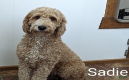Mini Goldendoodle dogs for sale: Sandra - Image 21