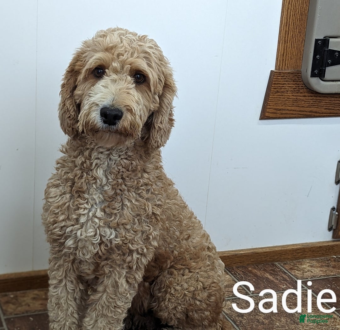 Mini Goldendoodle dogs for sale: Sandra - Image 21