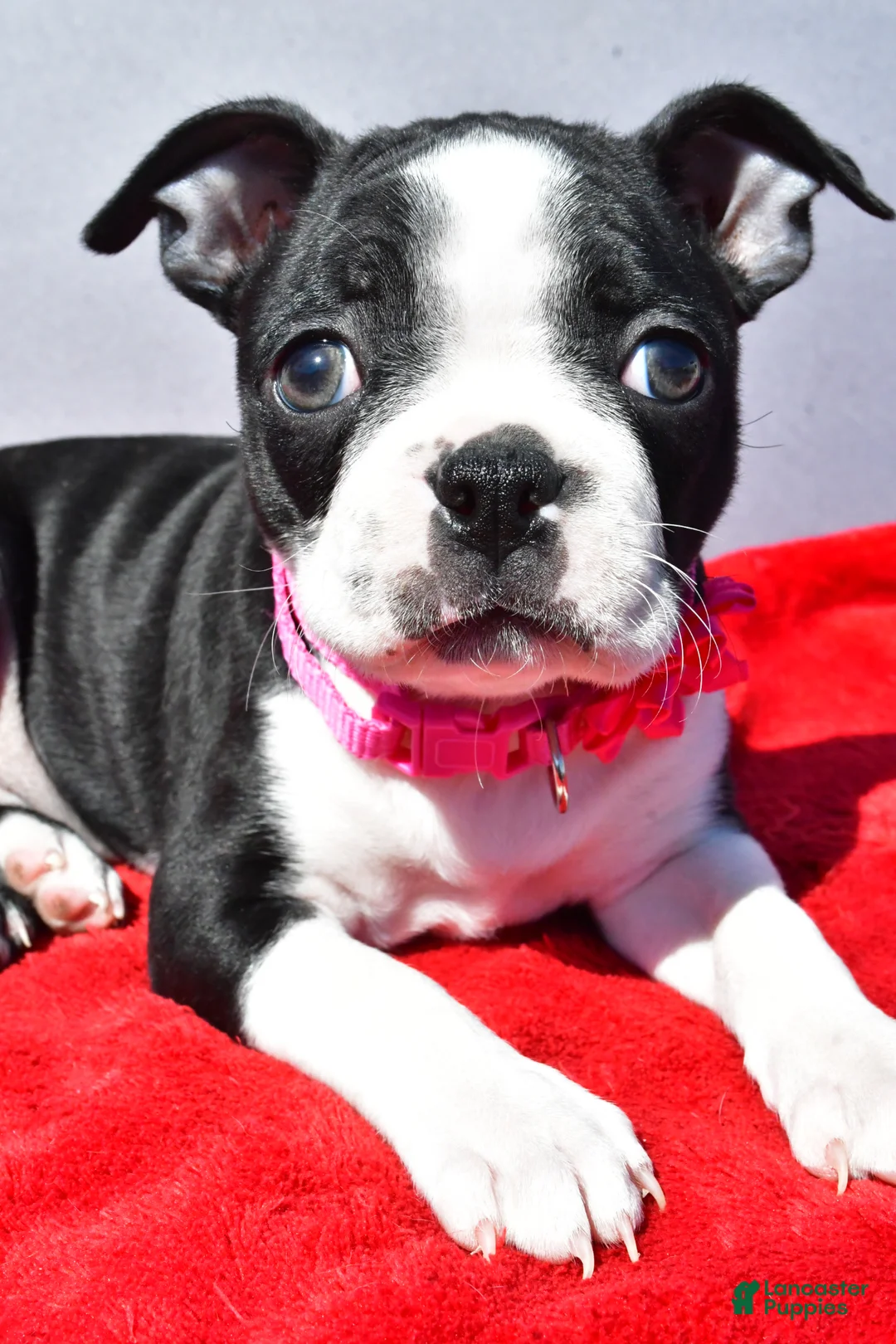 Boston Terrier dogs for sale: Trixie - Ad 2