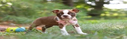 Boston Terrier dogs for sale: Precious - Ad 5