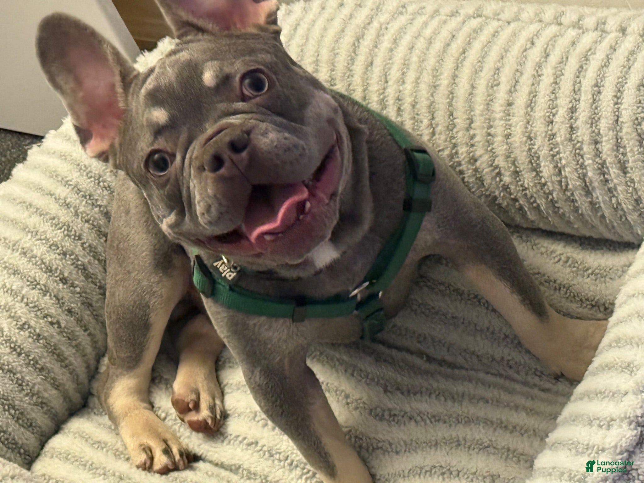 French Bulldog dogs French Bulldog 1 - Ad 12