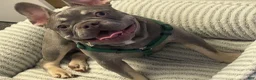 French Bulldog dogs for sale: French Bulldog 1 - Ad 1