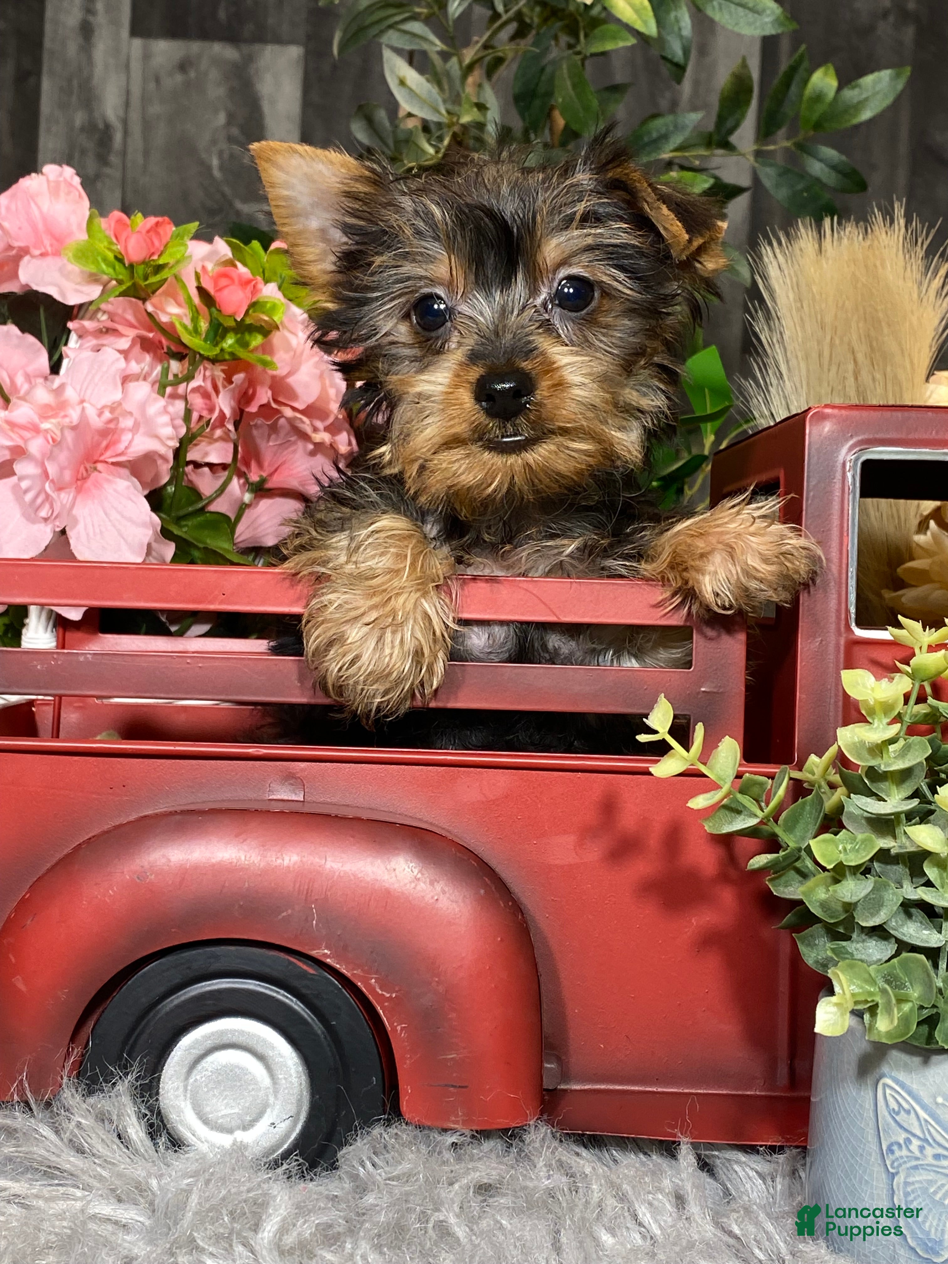 Yorkshire Terrier dogs Yuri - Ad 31