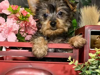 Yorkshire Terrier dogs Yuri - Ad 42