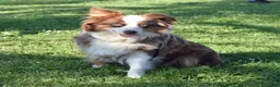 Miniature Australian Shepherd dogs for sale: Cindy  - Ad 5
