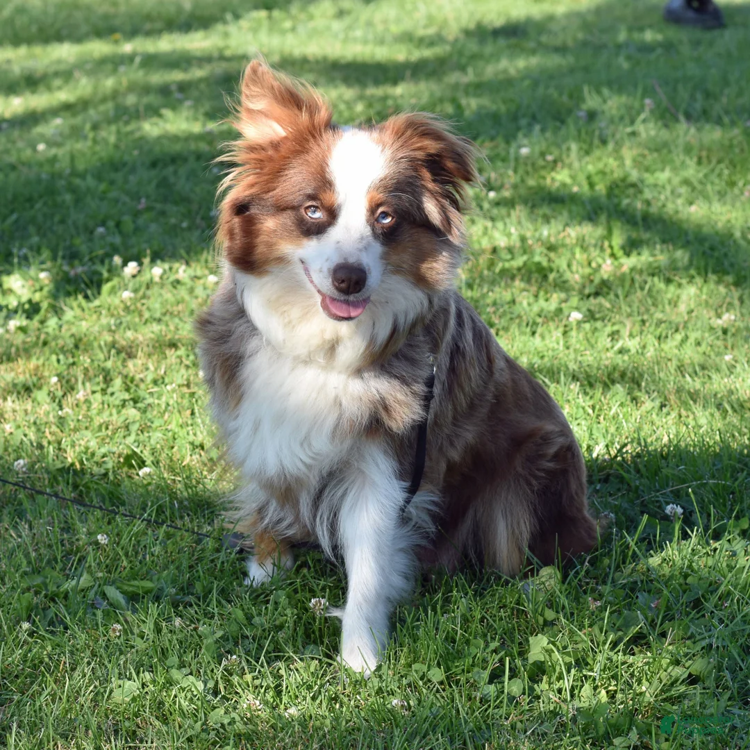 Miniature Australian Shepherd dogs for sale: Cindy  - Ad 5
