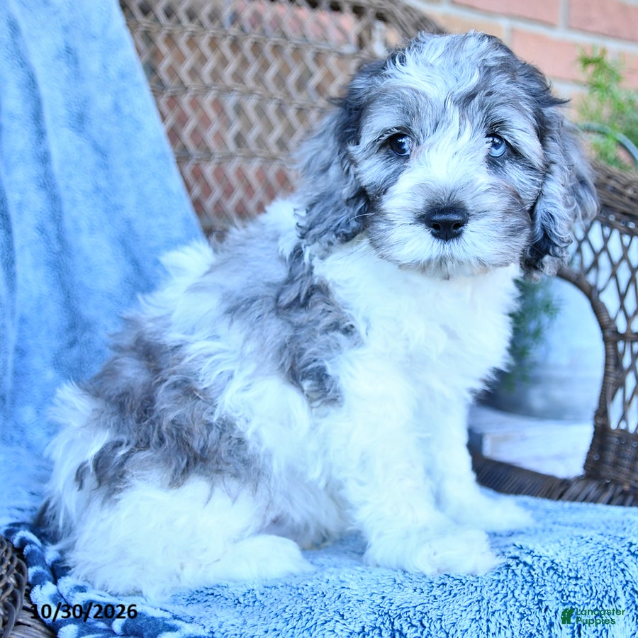 Cockapoo dogs for sale: Milo - Ad 2