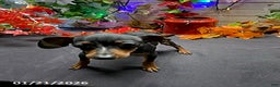 Miniature Pinscher dogs for sale: Pin  - Ad 2