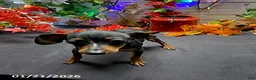 Miniature Pinscher dogs for sale: Pin  - Ad 6