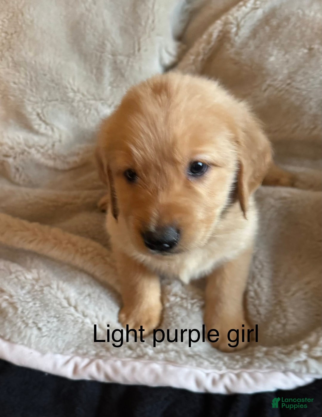 Golden Retriever dogs for sale: Golden Retriever Puppy 1 - Ad 3