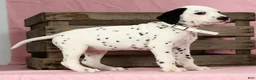 Dalmatian dogs for sale: Lily - Ad 8