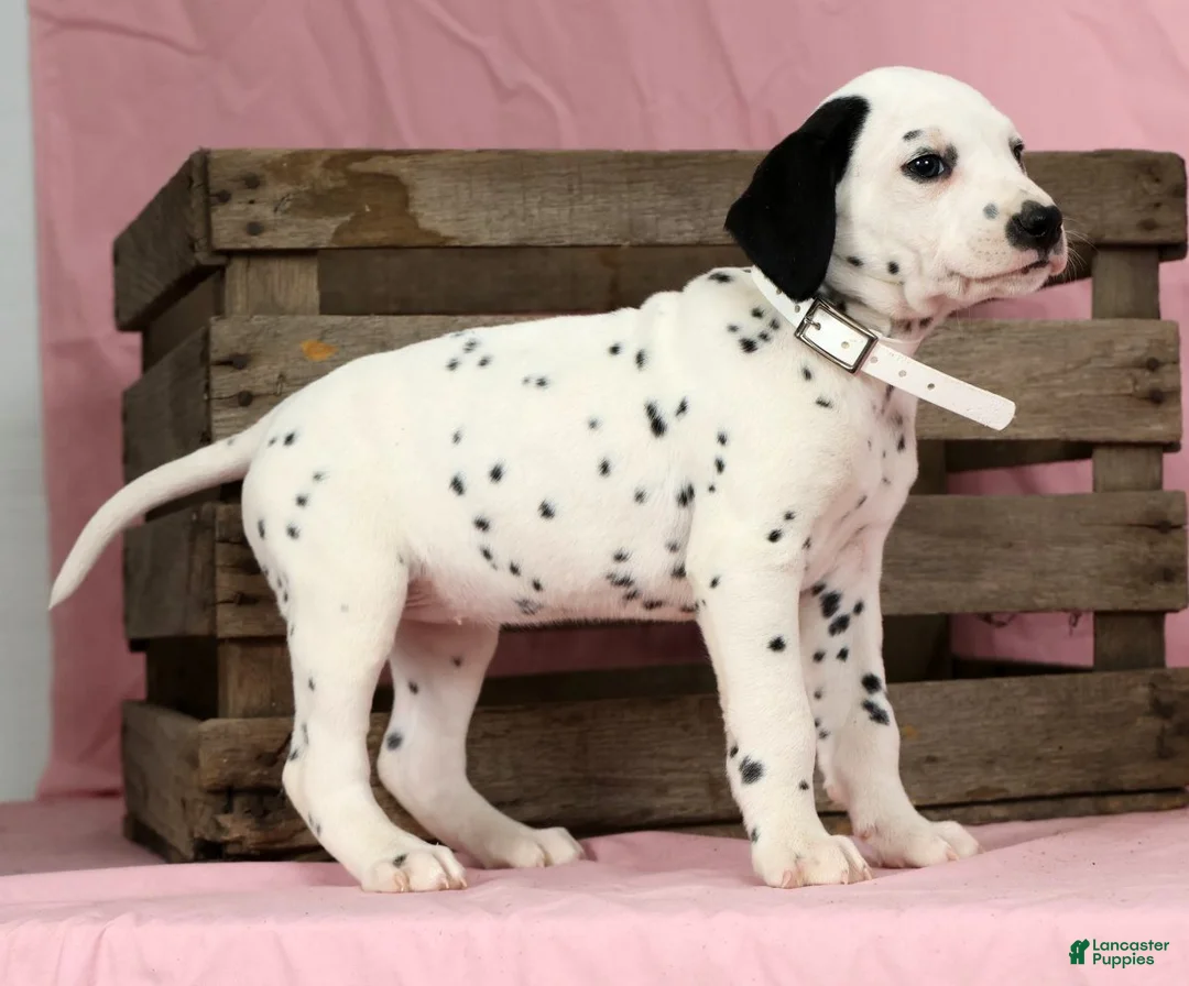 Dalmatian dogs for sale: Lily - Ad 8