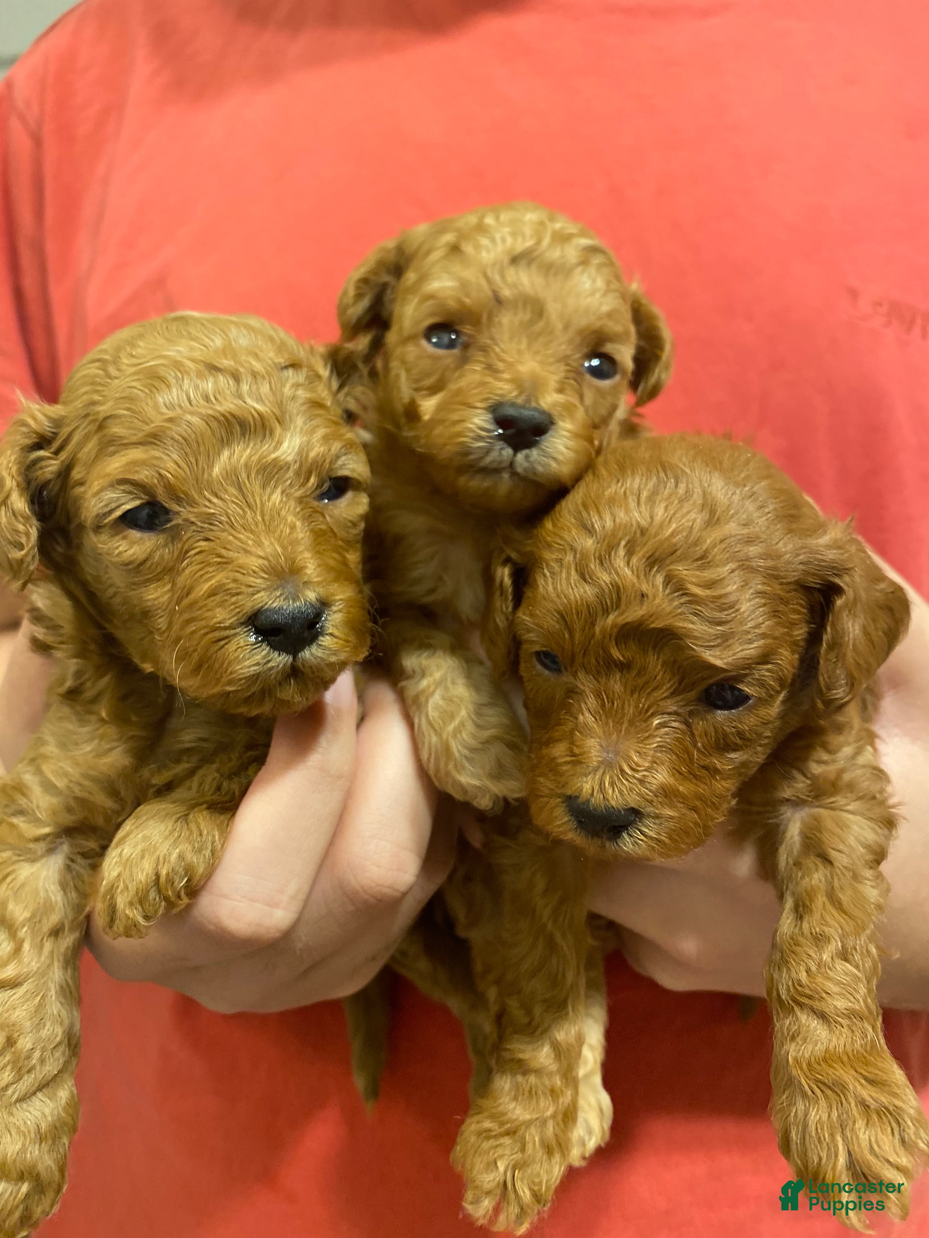 Toy Poodle dogs Bear  - Ad 2