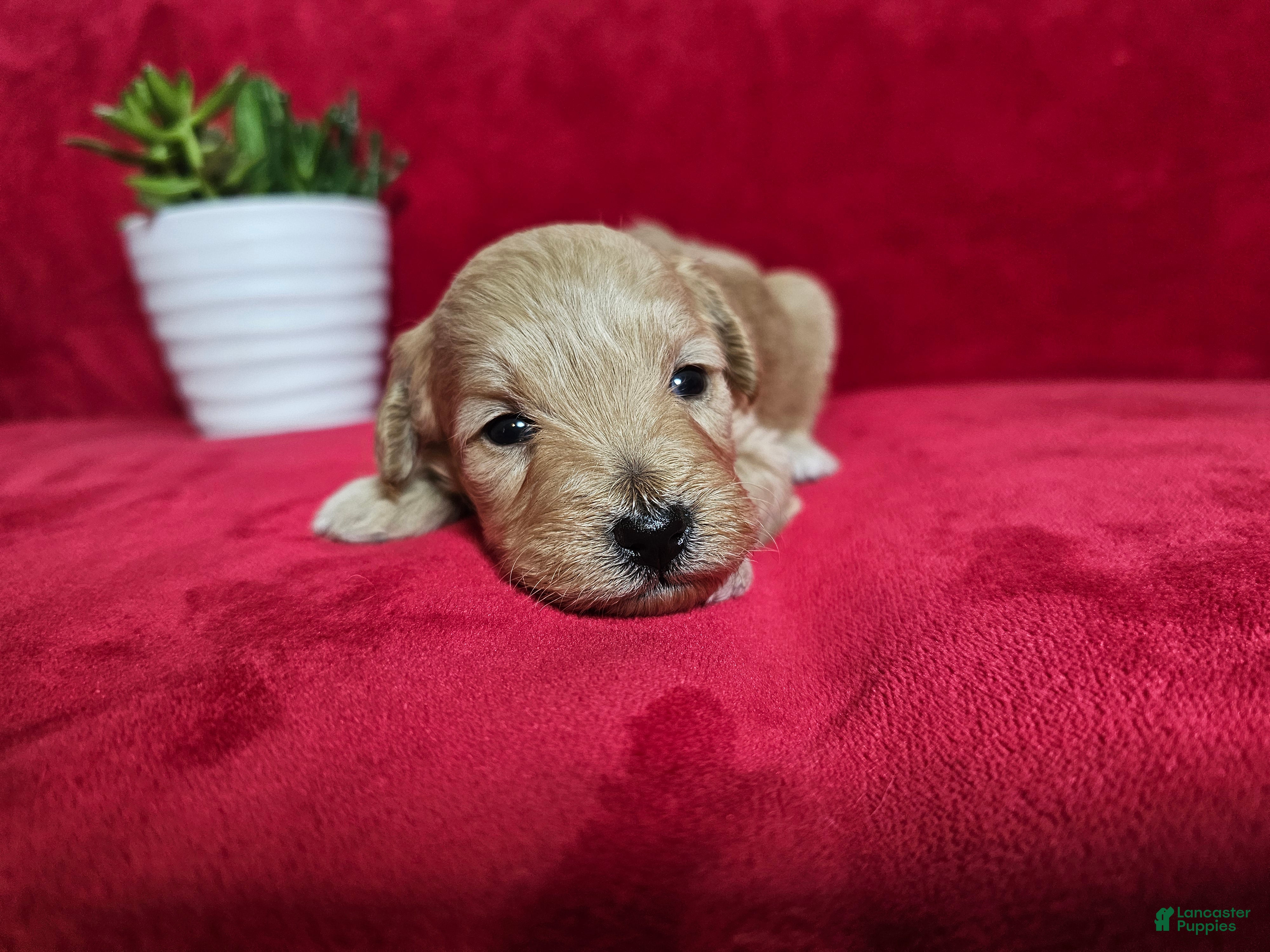 Mini Goldendoodle dogs Nutmeg - Ad 2