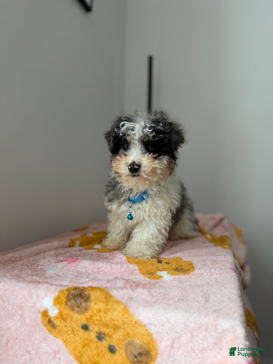 Toy Poodle dogs for sale: Flash - Ad 4