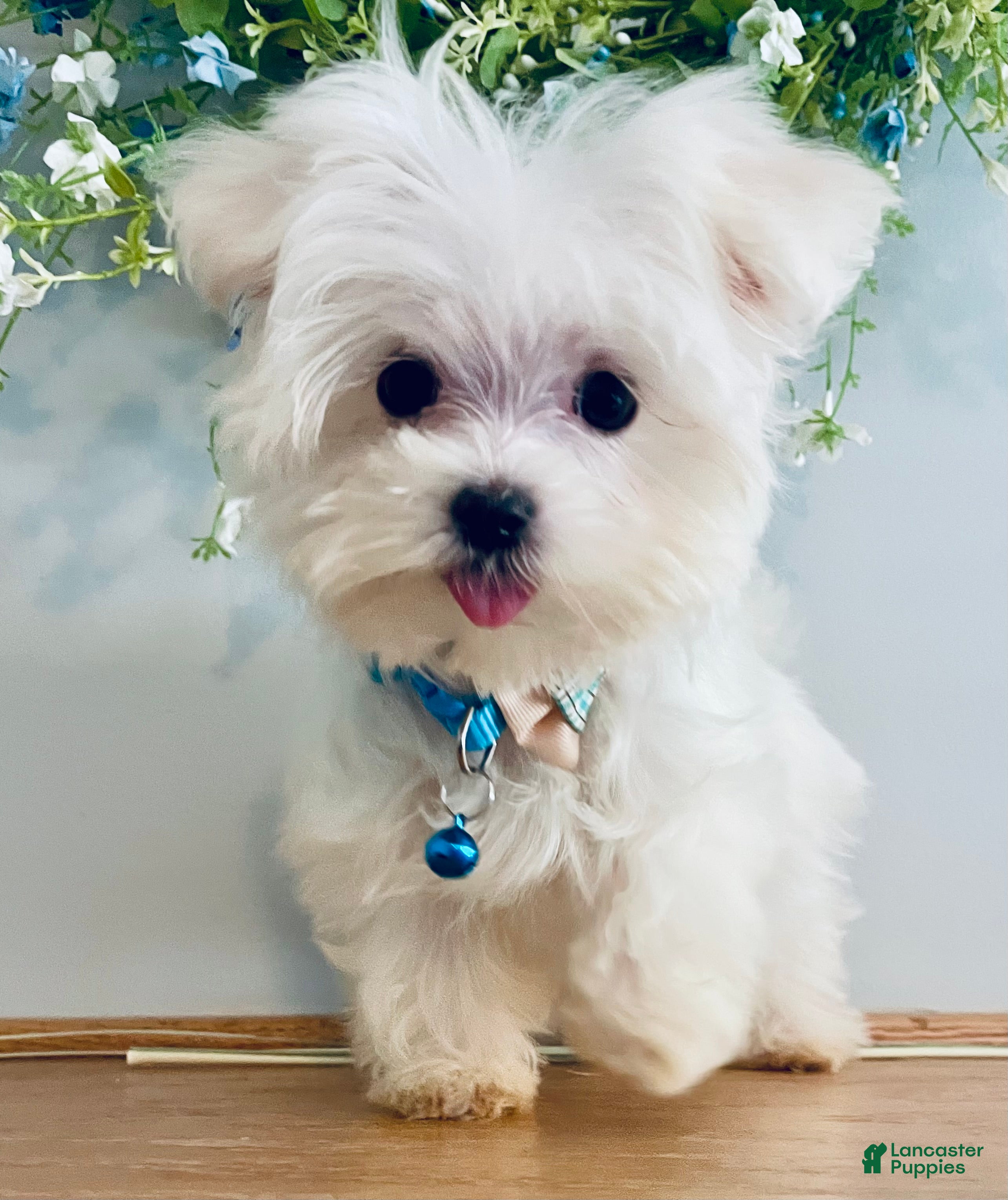 Maltese dogs Teacup Toby - Ad 1