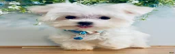 Maltese dogs for sale: Teacup Toby - Ad 1