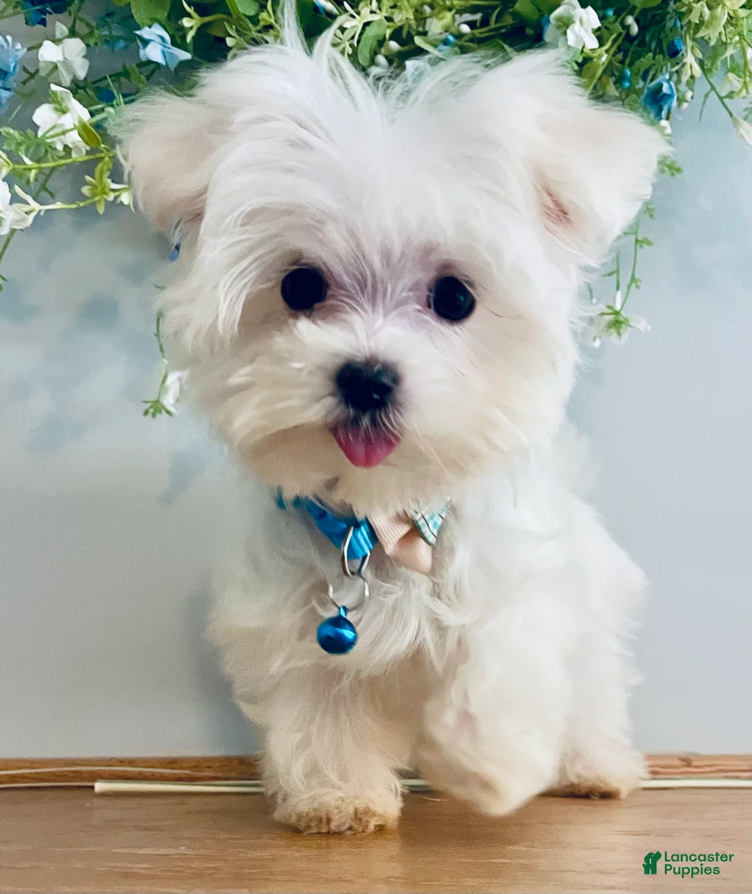 Maltese dogs for sale: Teacup Toby - Ad 1
