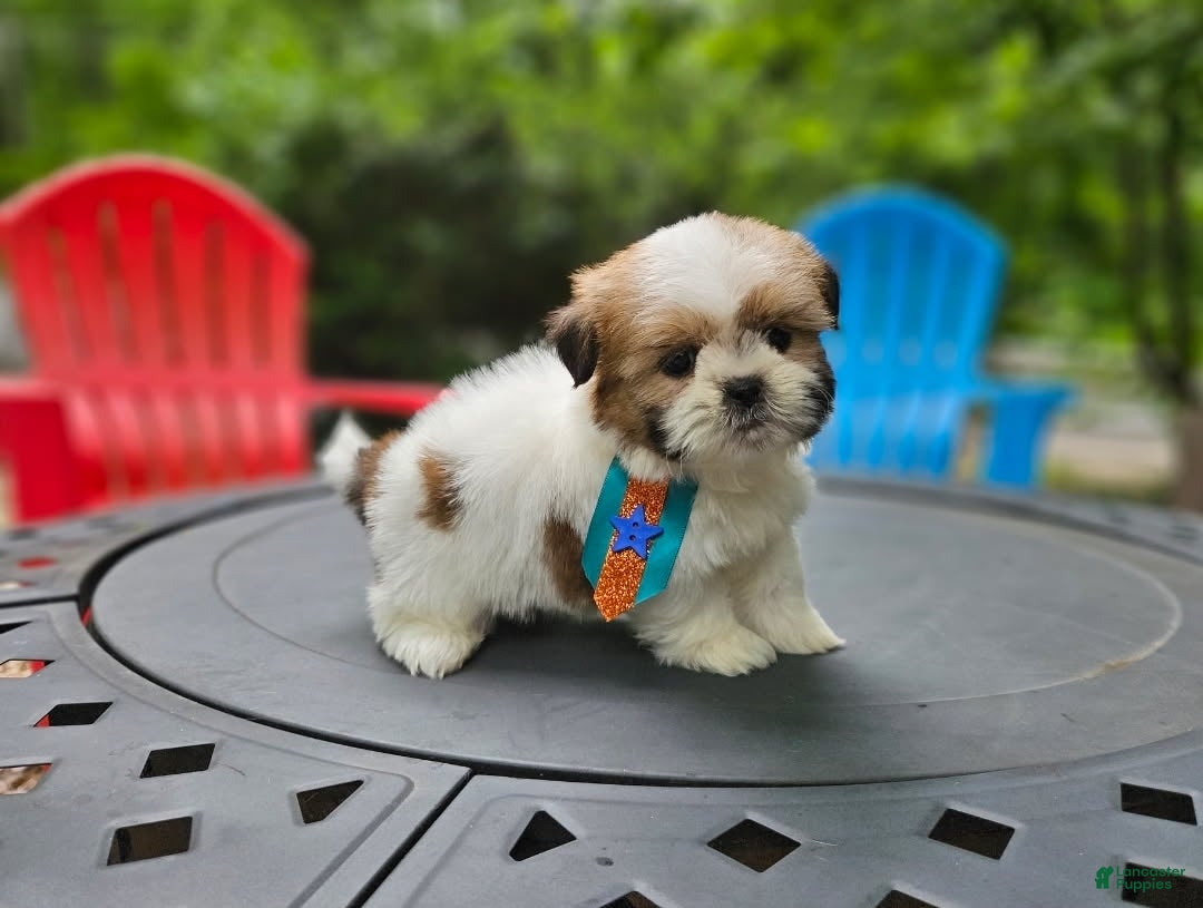 Shih Tzu dogs Shih Tzu Puppy 1 - Ad 1