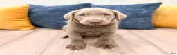 Labrador Retriever dogs for sale: Misty - Ad 1