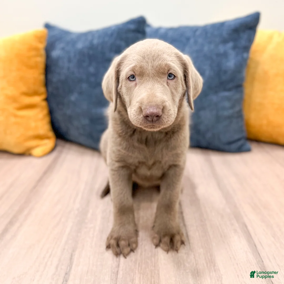Labrador Retriever dogs for sale: Misty - Ad 1