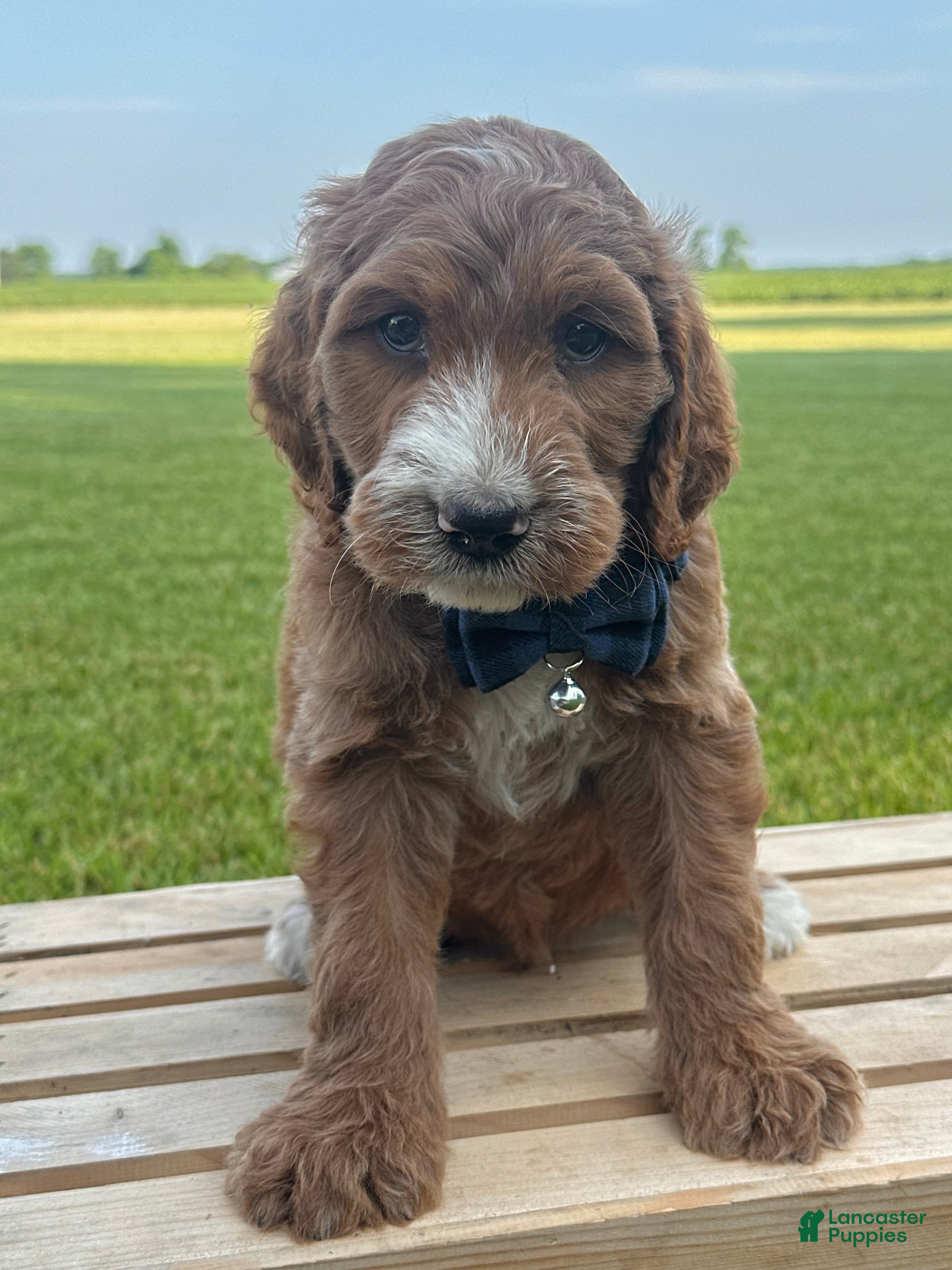 Irish Doodle dogs Tucker - Ad 2