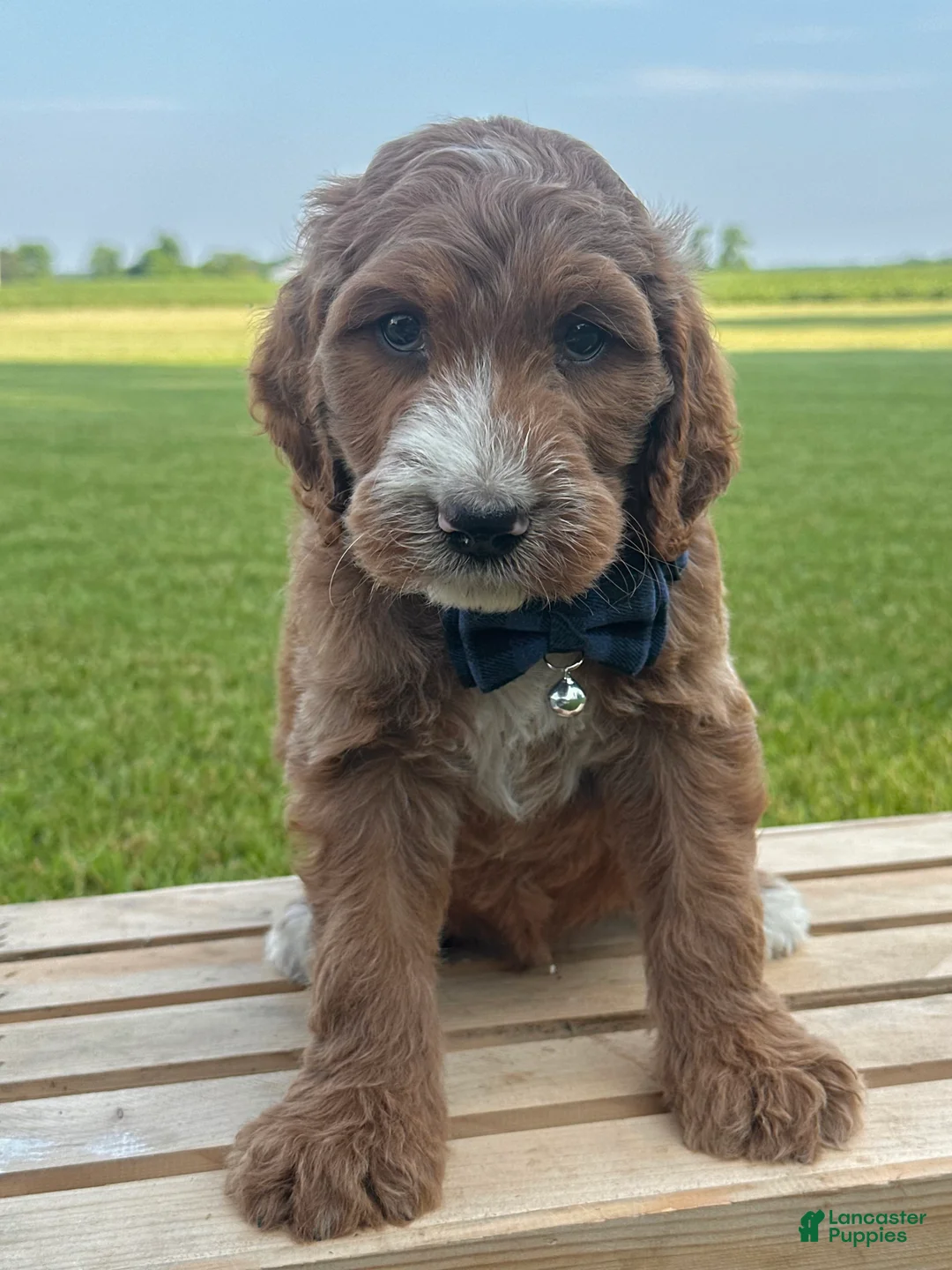 Irish Doodle dogs for sale: Tucker - Ad 2