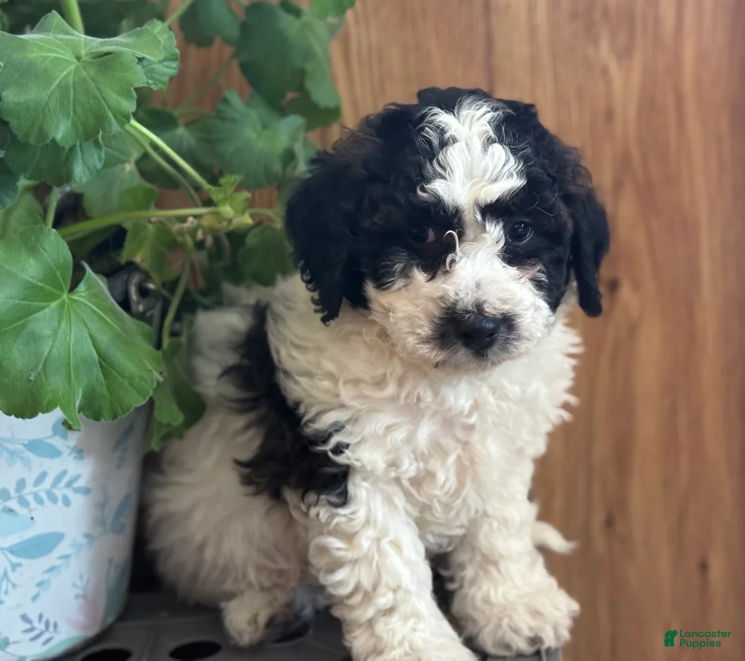 Bichpoo dogs for sale: Rascal  - Ad 5