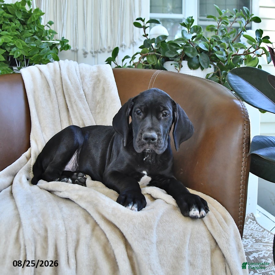 Great Dane dogs Blair - Ad 2