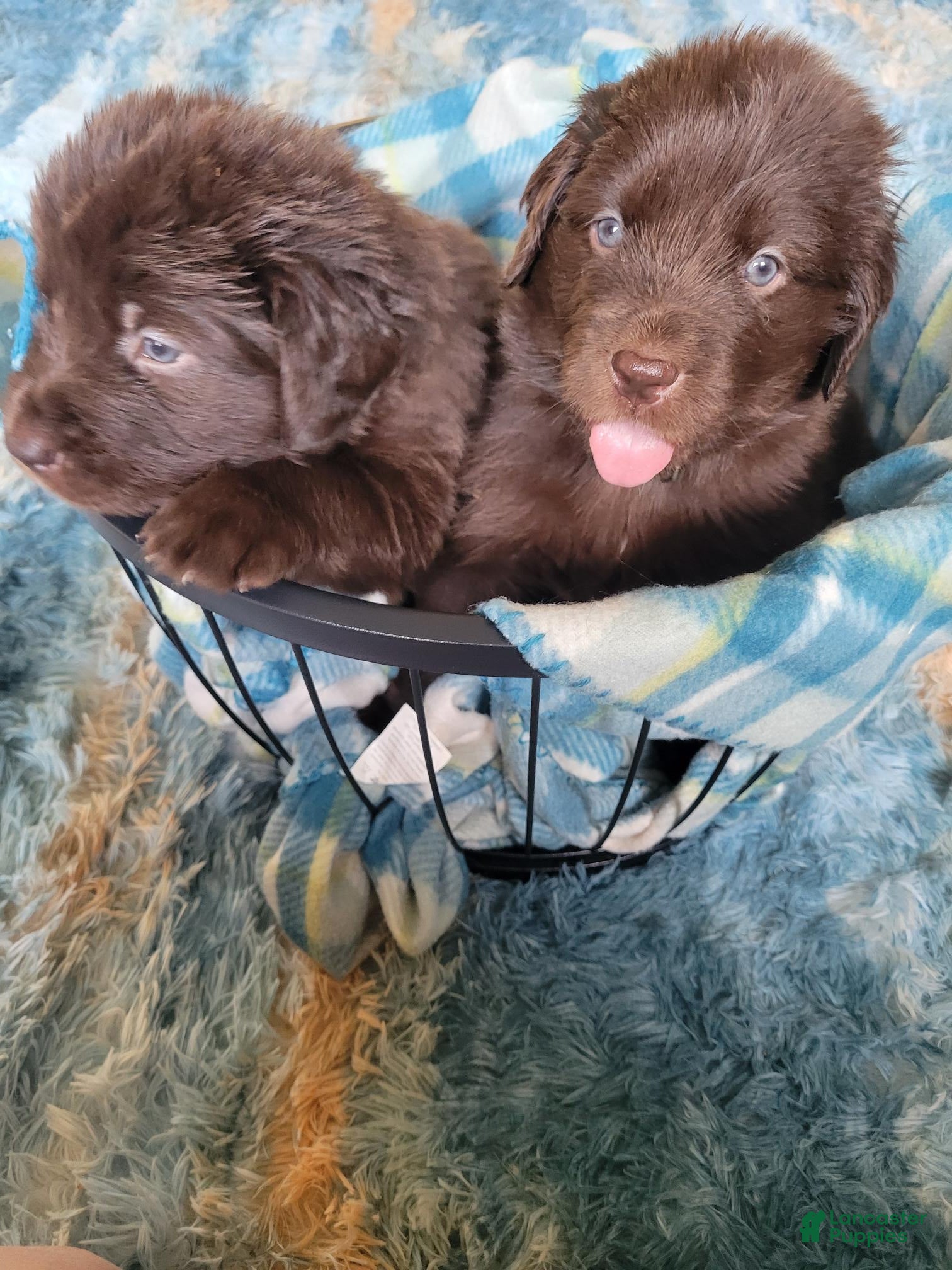 Newfoundland dogs for sale: Girl 1 - Ad 1