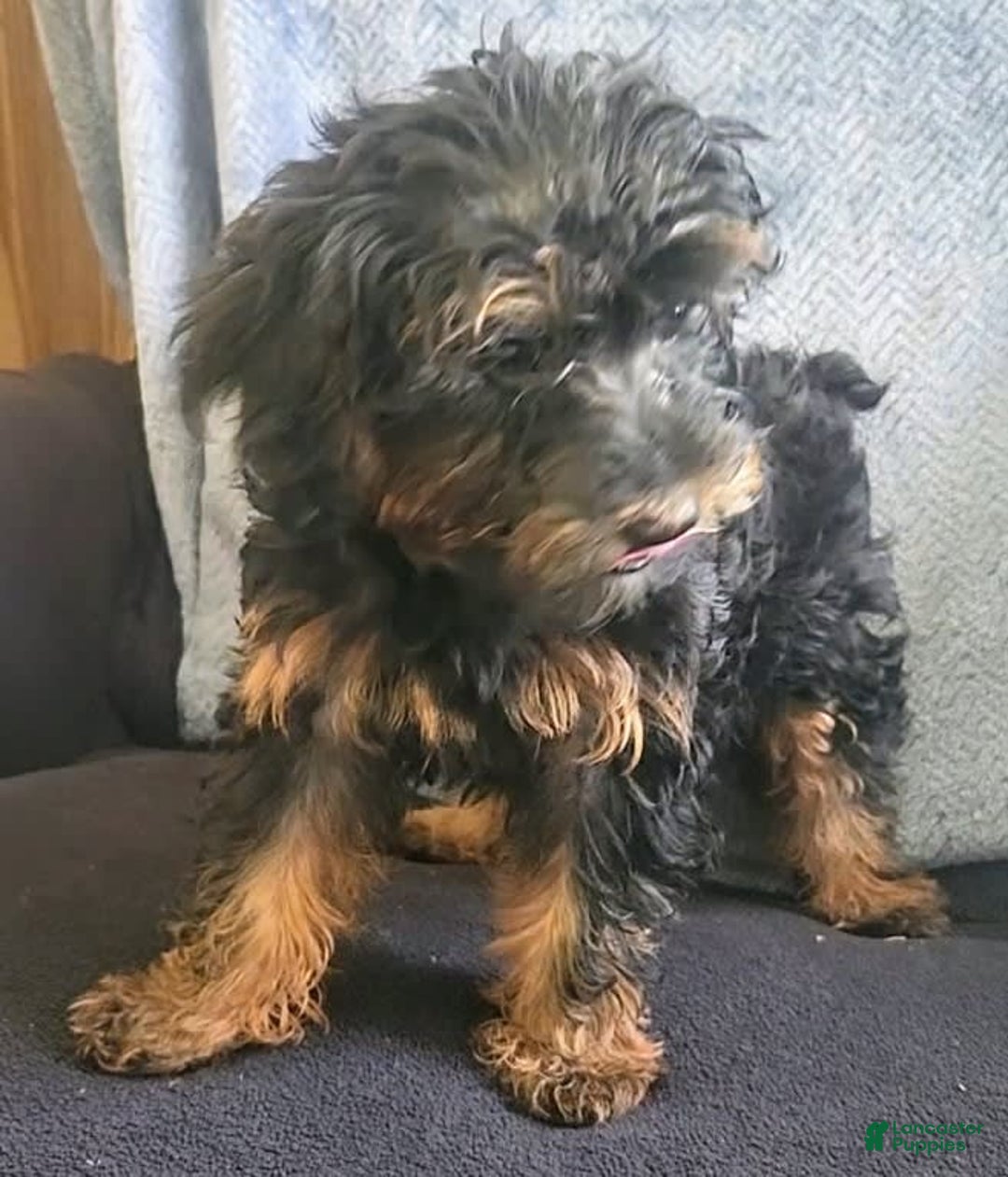 Yorkiepoo dogs for sale: Brownie - Ad 5