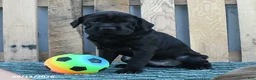 Mini Hippo dogs for sale: Jenny - Ad 3
