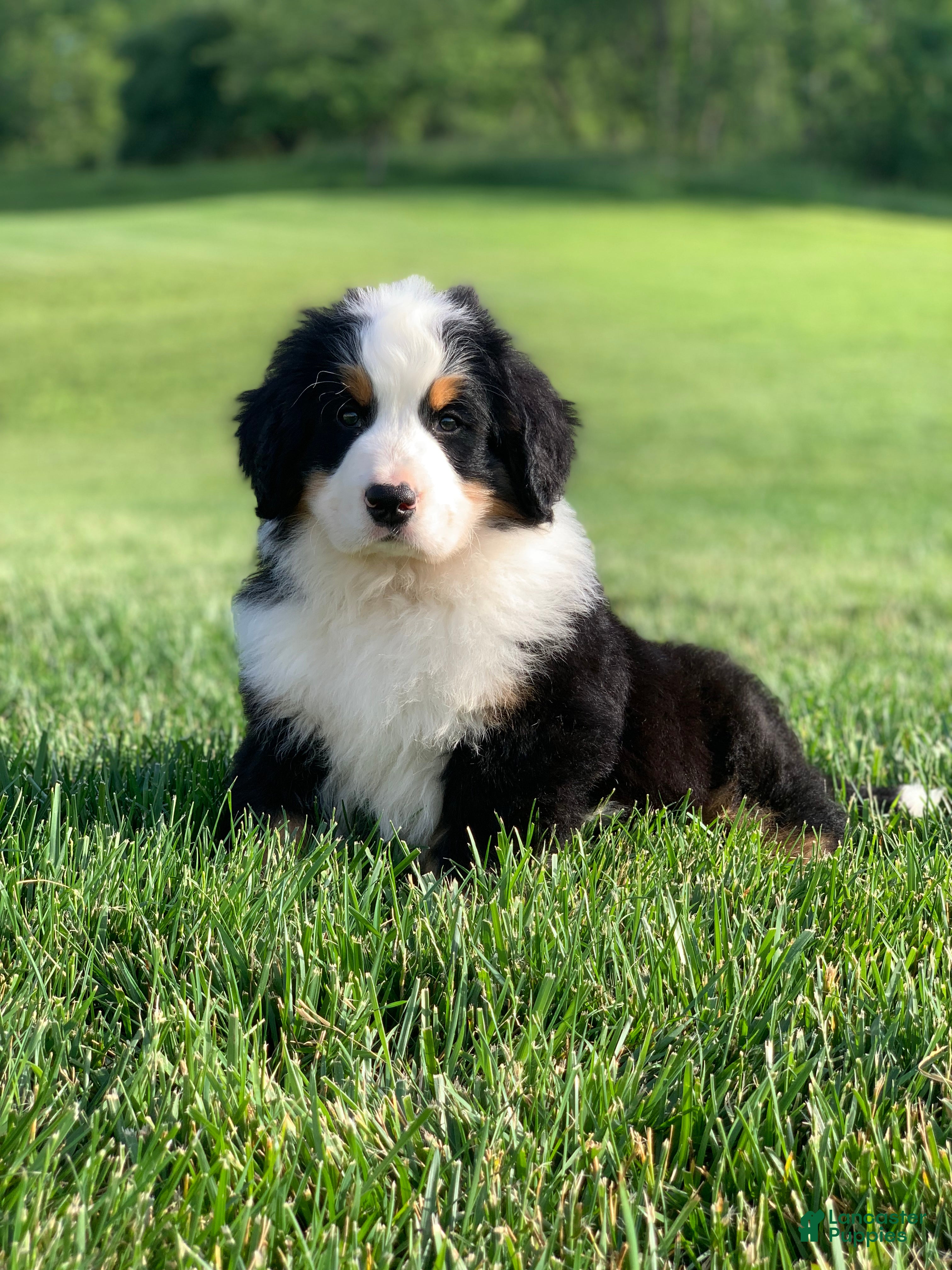 Bernese Mountain Dog dogs for sale: Nemo - Ad 6