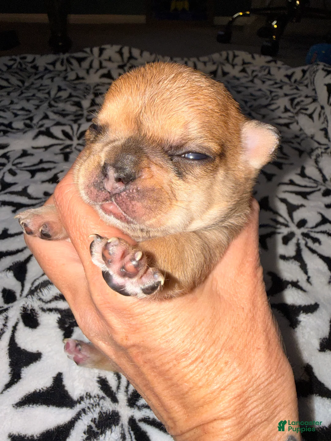 French Bulldog dogs for sale: French Bulldog Puppy 1 - Ad 5