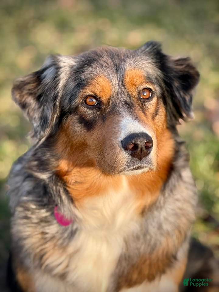 Australian Shepherd dogs Holly - Ad 2