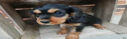 Cavalier King Charles Spaniel dogs for sale: Snickers - Ad 3