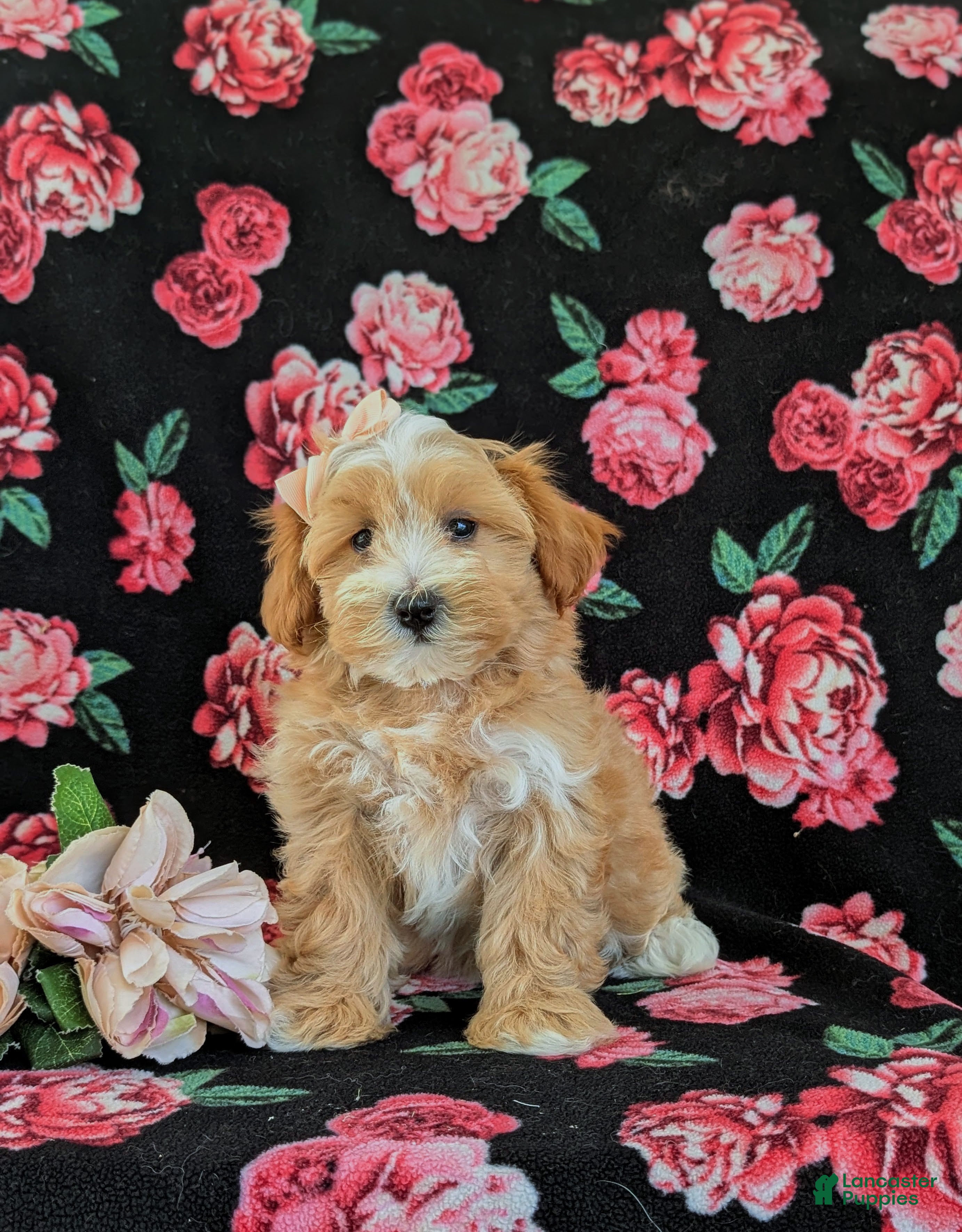 Maltipoo dogs Serefina 7 lbs Full Grown - Ad 2