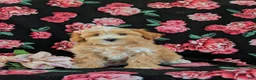 Maltipoo dogs for sale: Serefina 7 lbs Full Grown - Ad 2