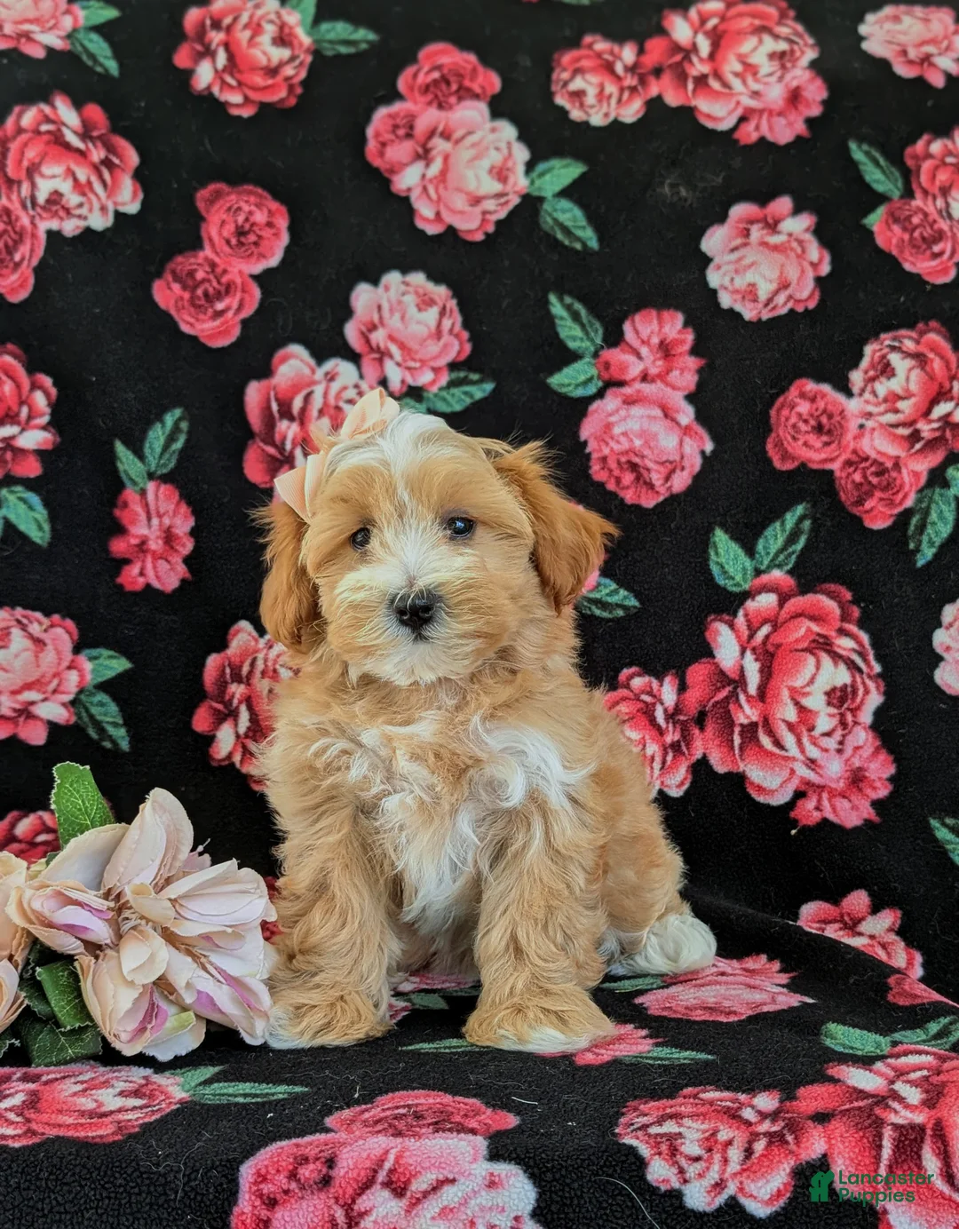 Maltipoo dogs for sale: Serefina 7 lbs Full Grown - Ad 2