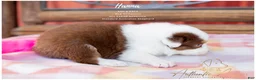 Australian Shepherd dogs for sale: Hanna - Ad 4