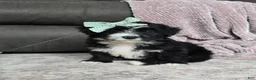 Mini Bernedoodle dogs for sale: Mini Wanda - Ad 6