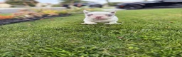 French Bulldog dogs for sale: French Bulldog 3 - Ad 13