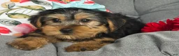 Yorkshire Terrier dogs for sale: Misty - Ad 8