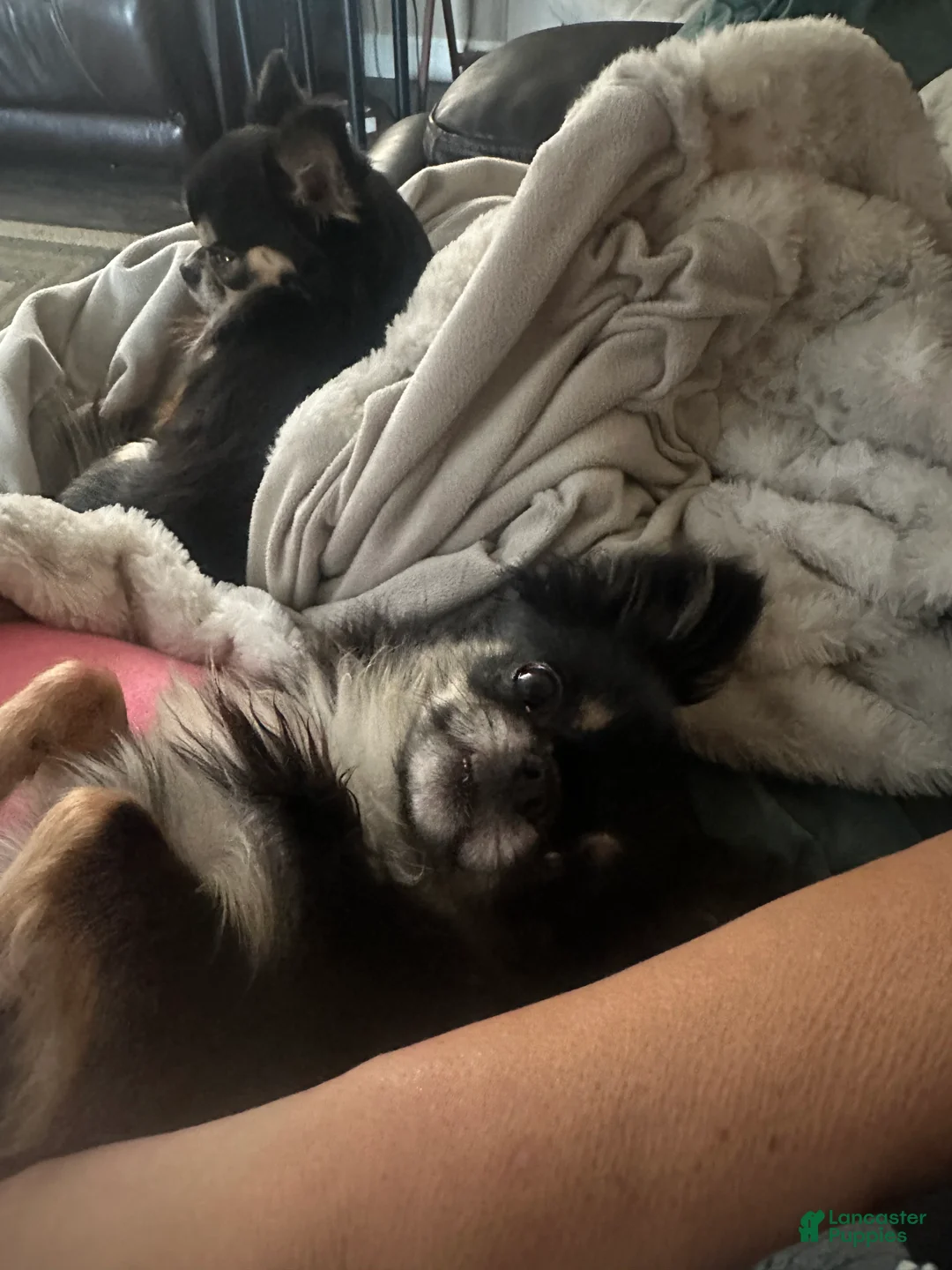 Chihuahua dogs for sale: Chihuahua Puppy 1 - Ad 2