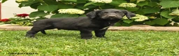 Labradoodle dogs for sale: Dasher - Ad 1