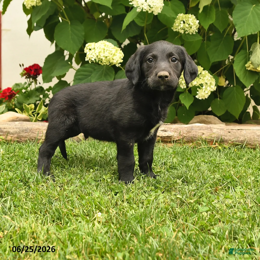 Labradoodle dogs for sale: Dasher - Ad 1